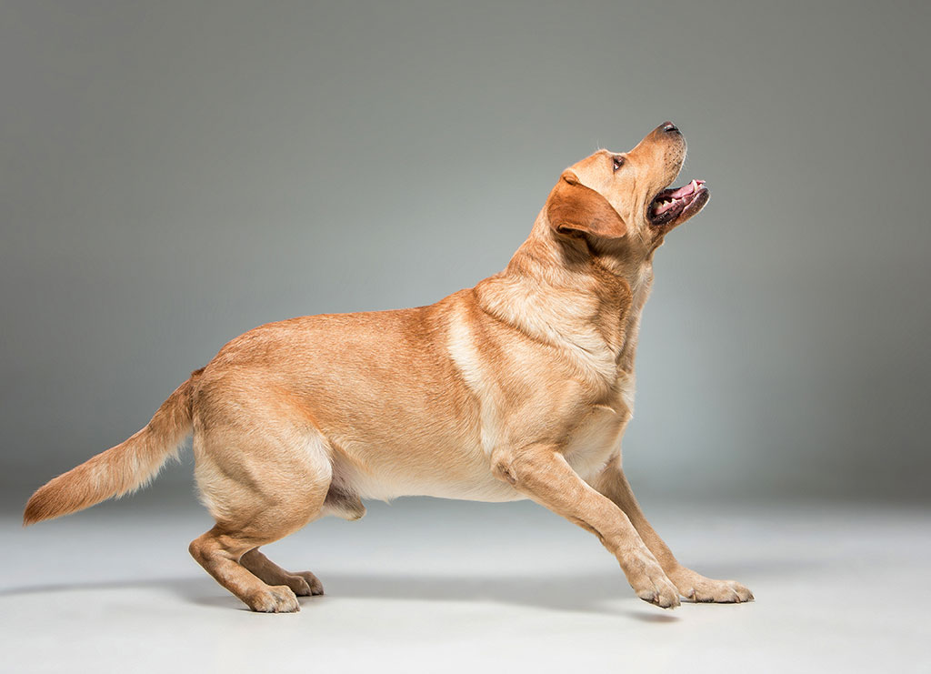 Il mio cane non si muove