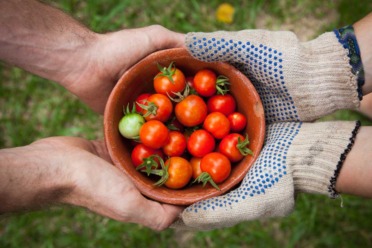 Quali sono le differenze tra Food Safety e Food Defense?